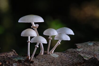 Gør-det-selv slime: 5 nemme opskrifter til en sjov og kreativ aktivitet
