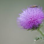 Marietidsel: En naturlig løsning på leversygdomme