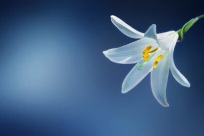 Pæon fra Järbo: En blomst med historisk betydning