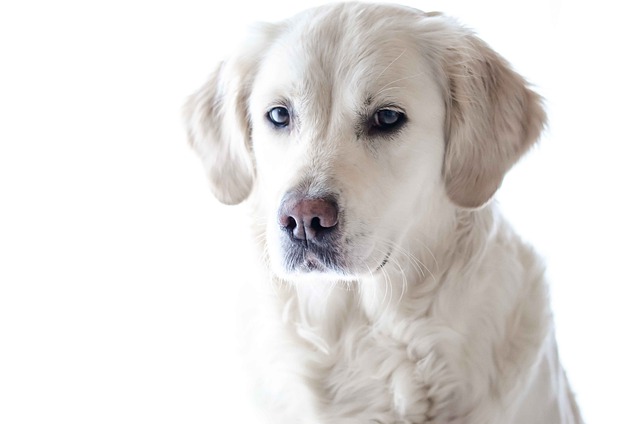 Den komplette begynderguide til labrador retrievere og hvordan de er det perfekte familiekæledyr