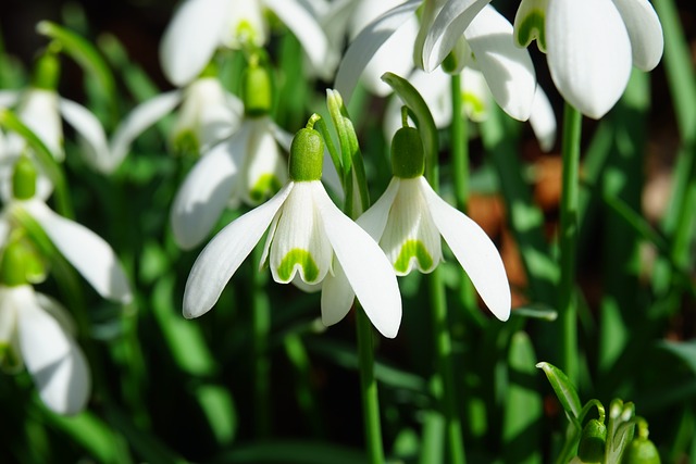 Forårsblomster: De bedste arter til at plante i din region