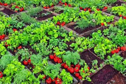 Sådan kan kapilærkasser fra Hortus hjælpe dig med at dyrke sunde og velsmagende grøntsager hjemme